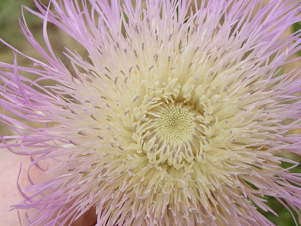 Plectocephalus americanus (American basketflower) (alternate view 7)