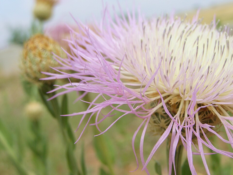 Plectocephalus americanus (American basketflower) (alternate view 8)