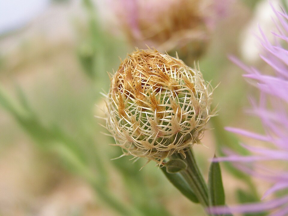 Plectocephalus americanus (American basketflower) (alternate view 9)