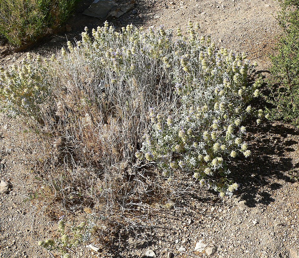 Salvia dorrii (Dorr's Sage) (alternate view 7)