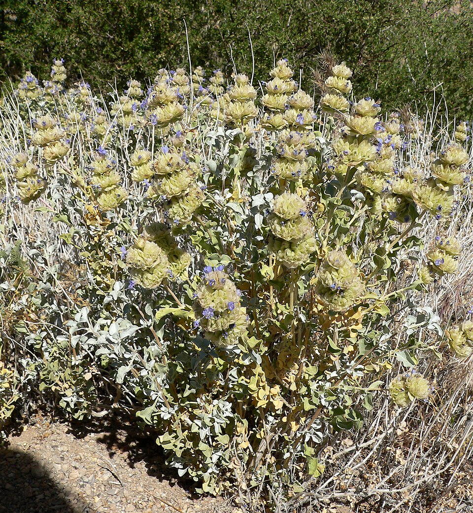 Salvia dorrii (Dorr's Sage) (alternate view 8)