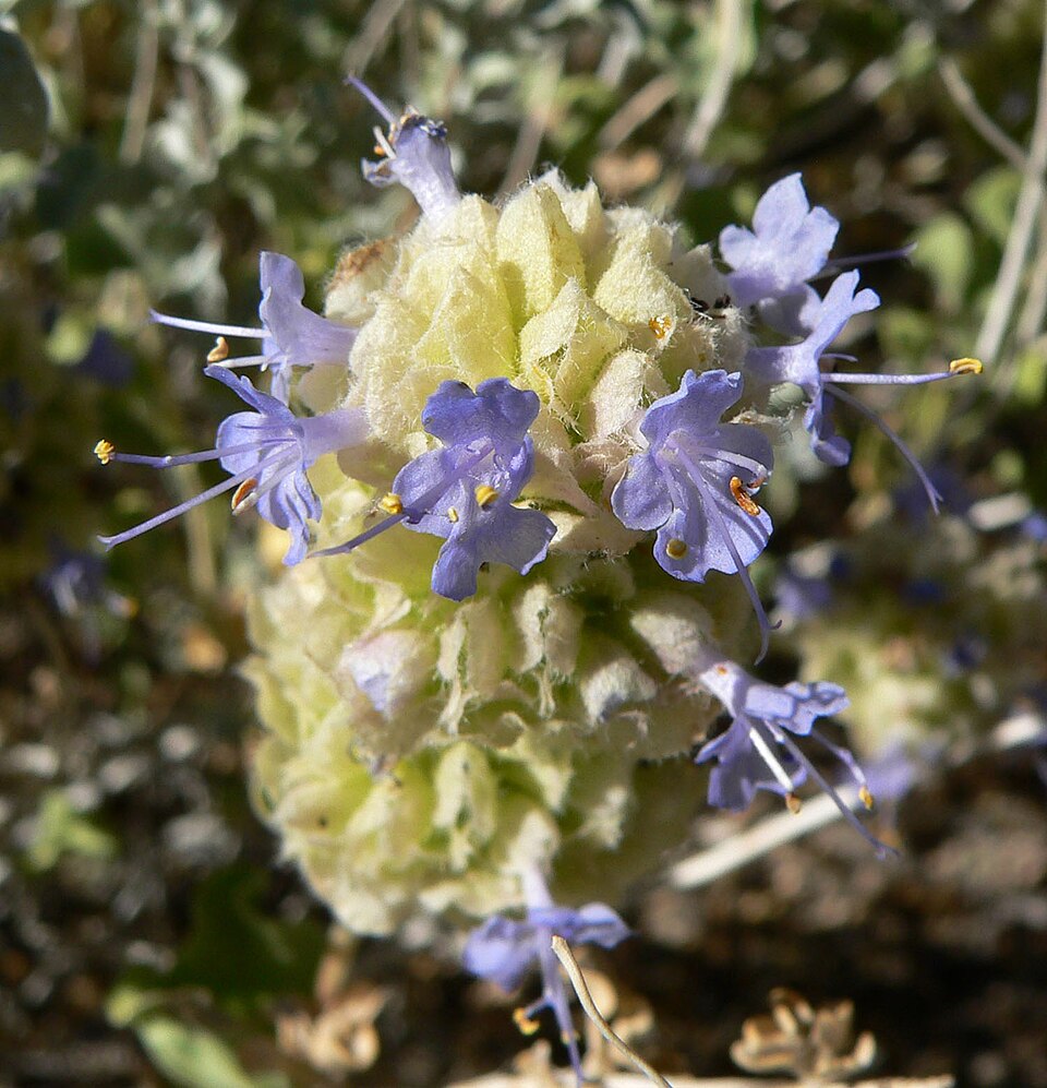 Salvia dorrii (Dorr's Sage) (alternate view 9)