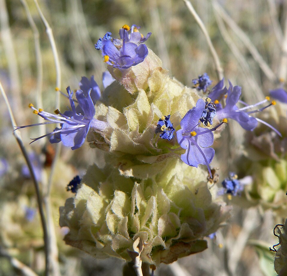 Salvia dorrii (Dorr's Sage) (alternate view 10)