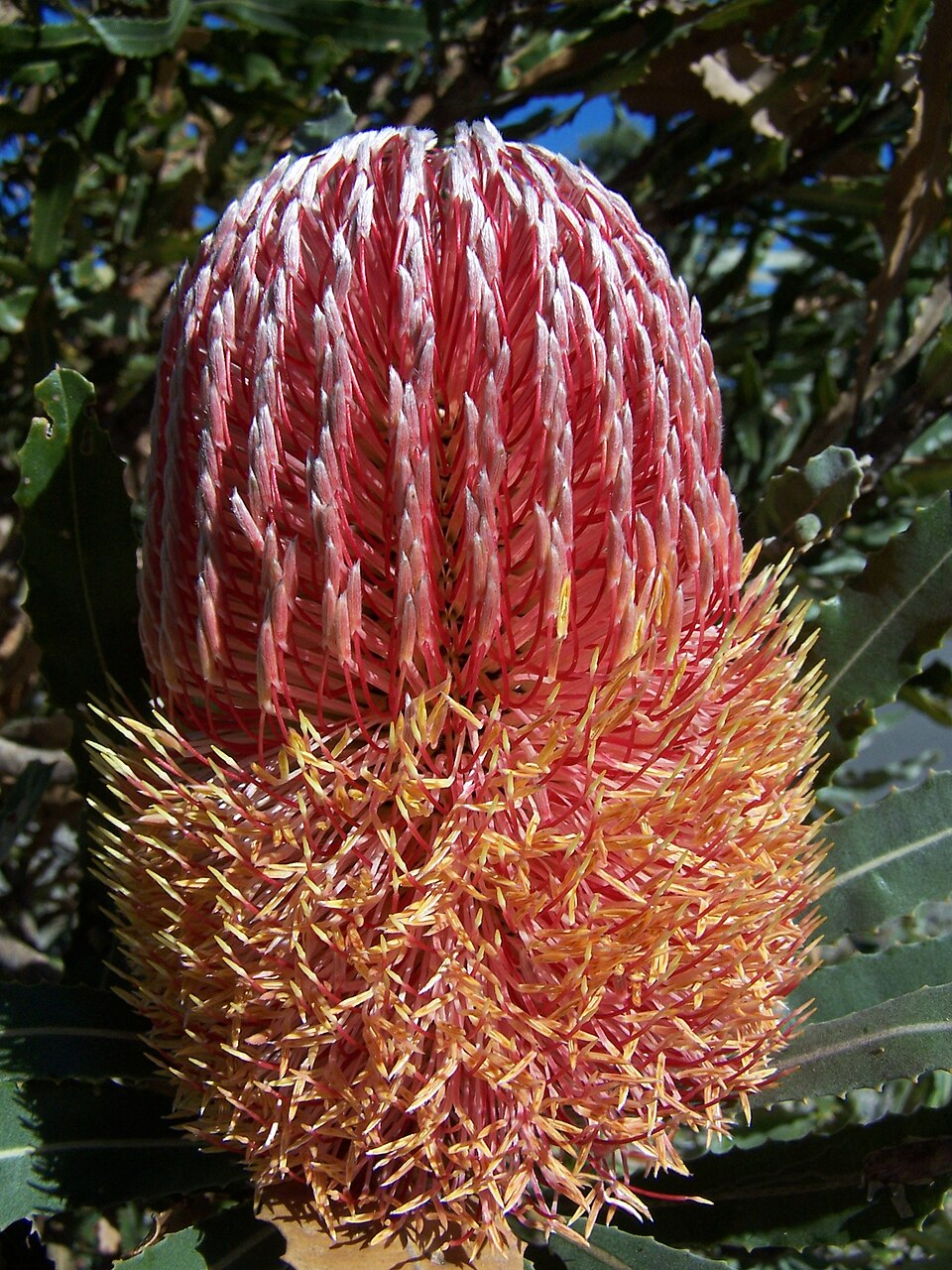 Banksia menziesii (Firewood Banksia)