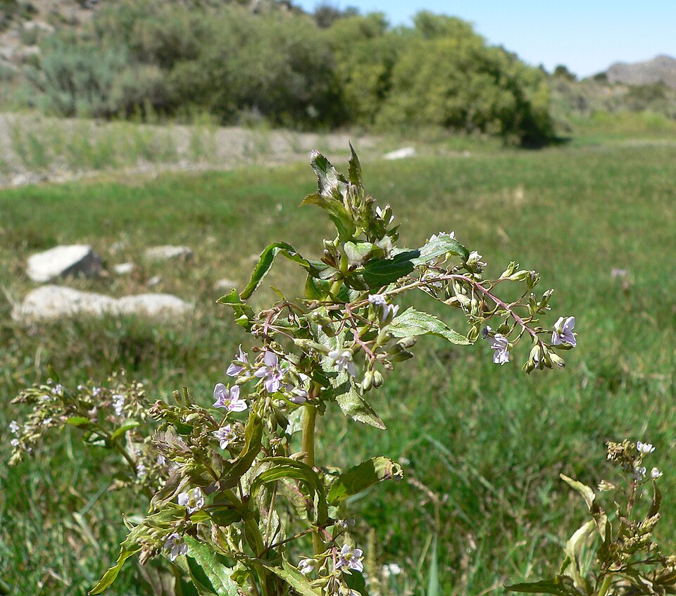Veronica anagallis-aquatica (blue water-speedwell)