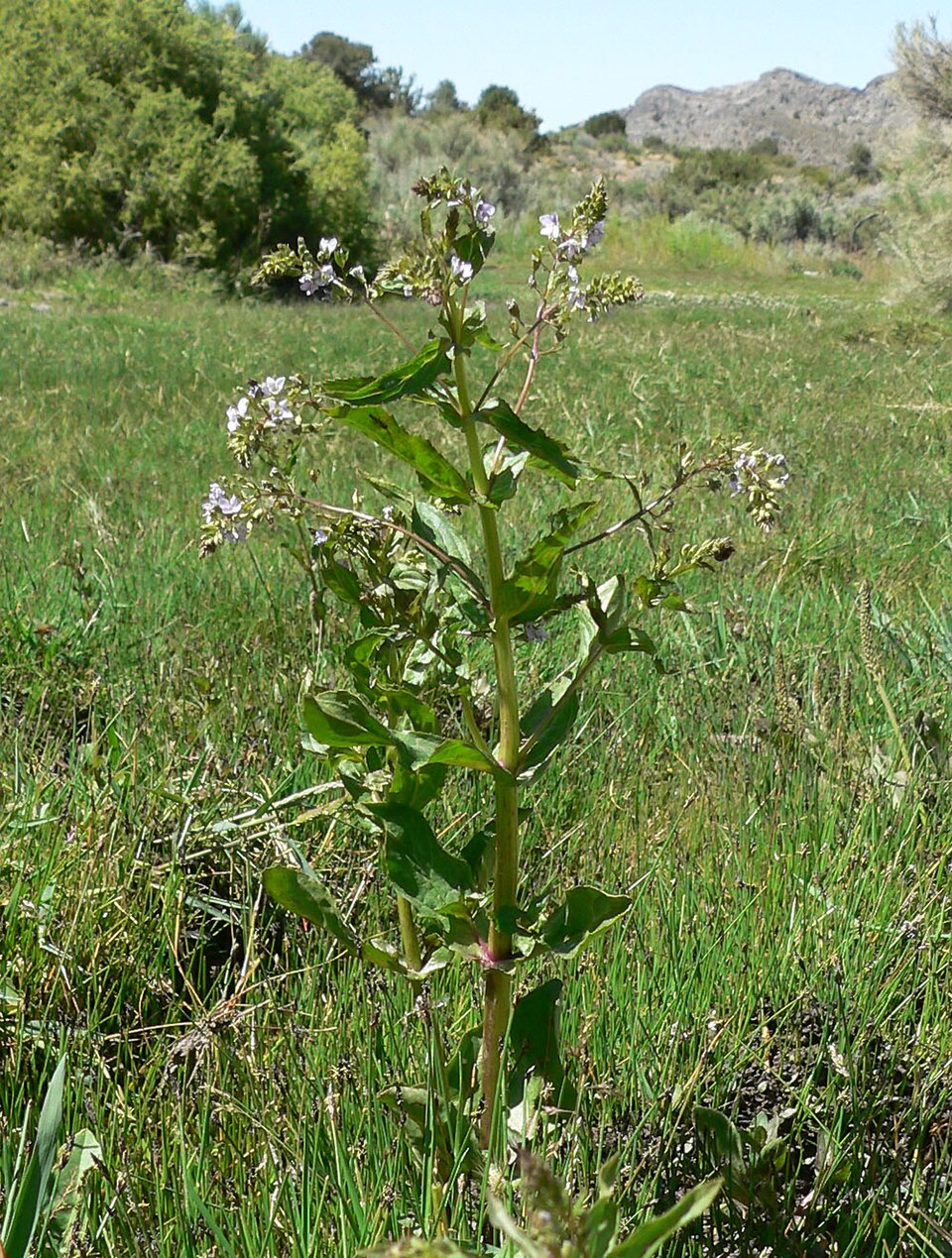 Veronica anagallis-aquatica (blue water-speedwell)