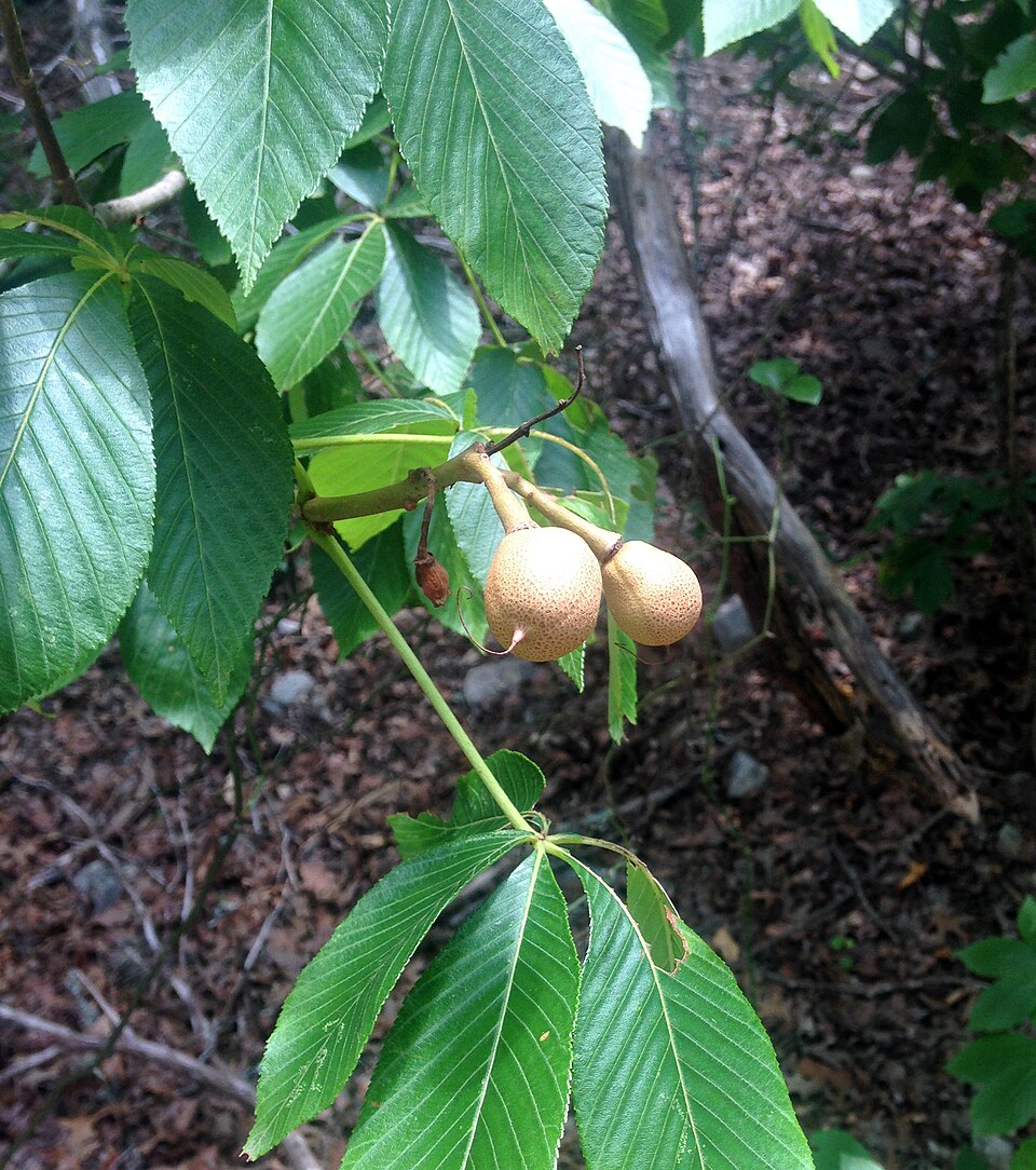 Aesculus pavia (Red Buckeye)