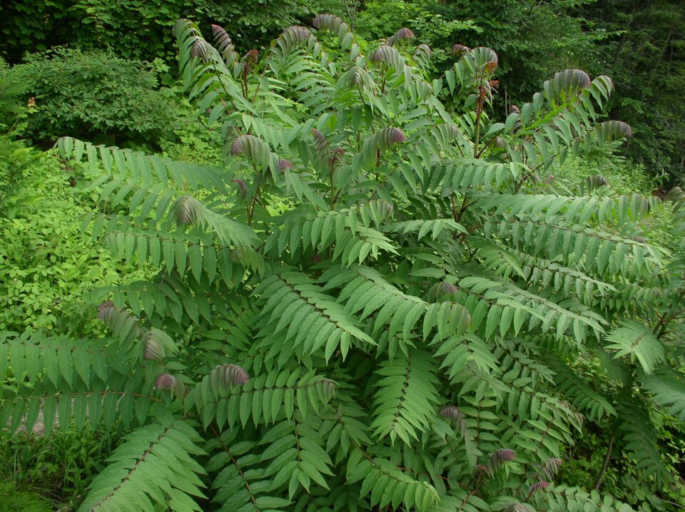 Rhus glabra (smooth sumac) (alternate view 2)