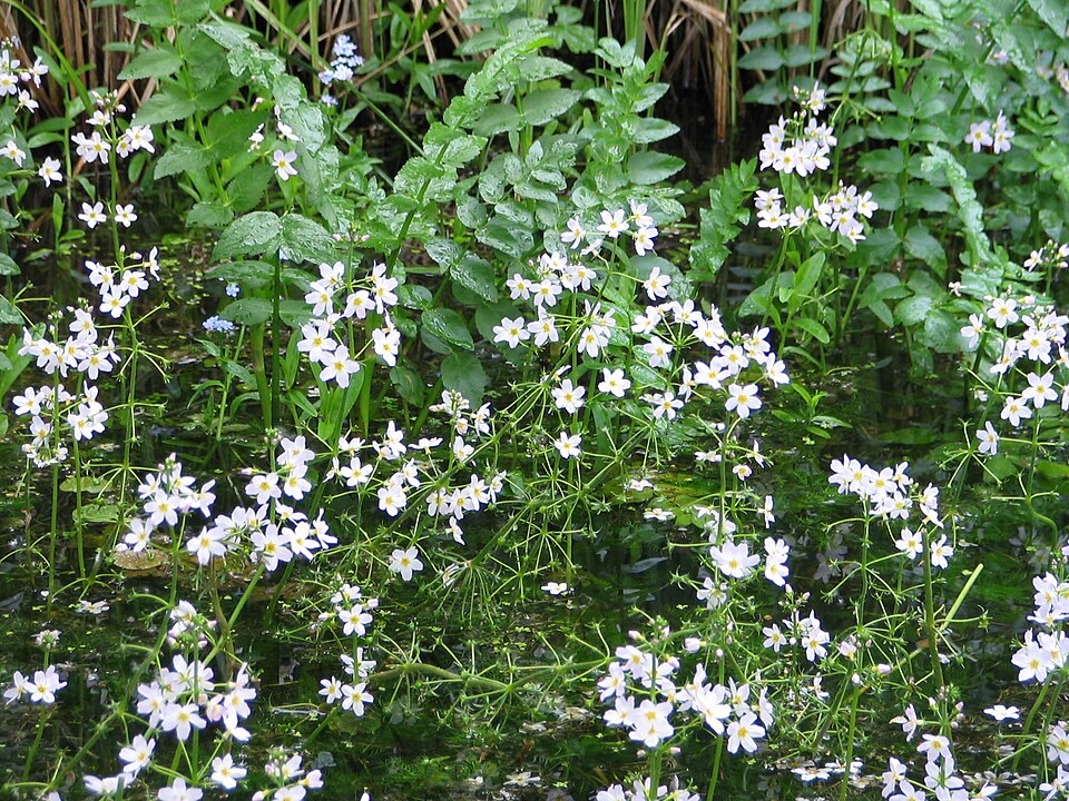 Hottonia palustris (Water Violet) (alternate view 6)
