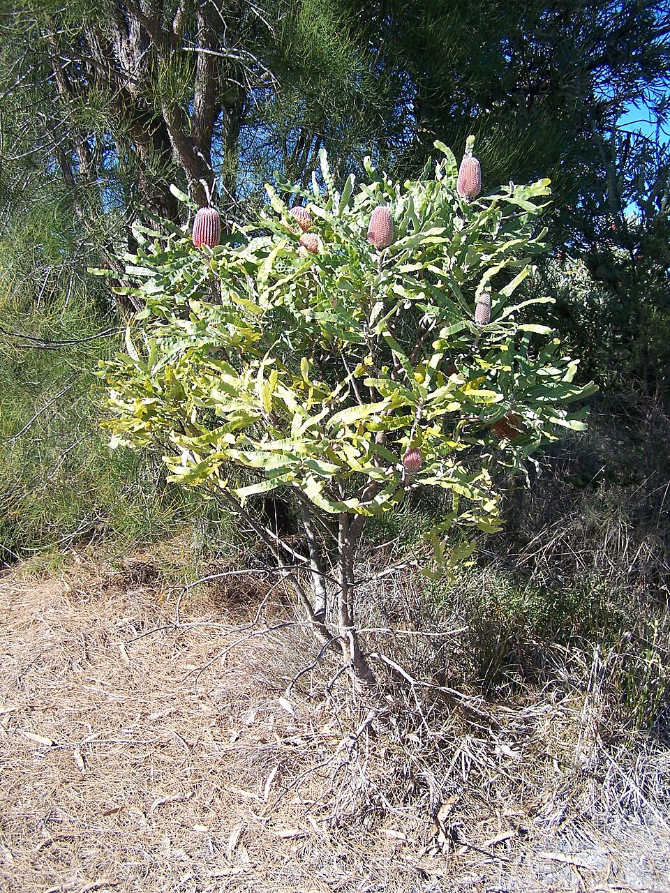 Banksia menziesii (Firewood Banksia) (alternate view 2)