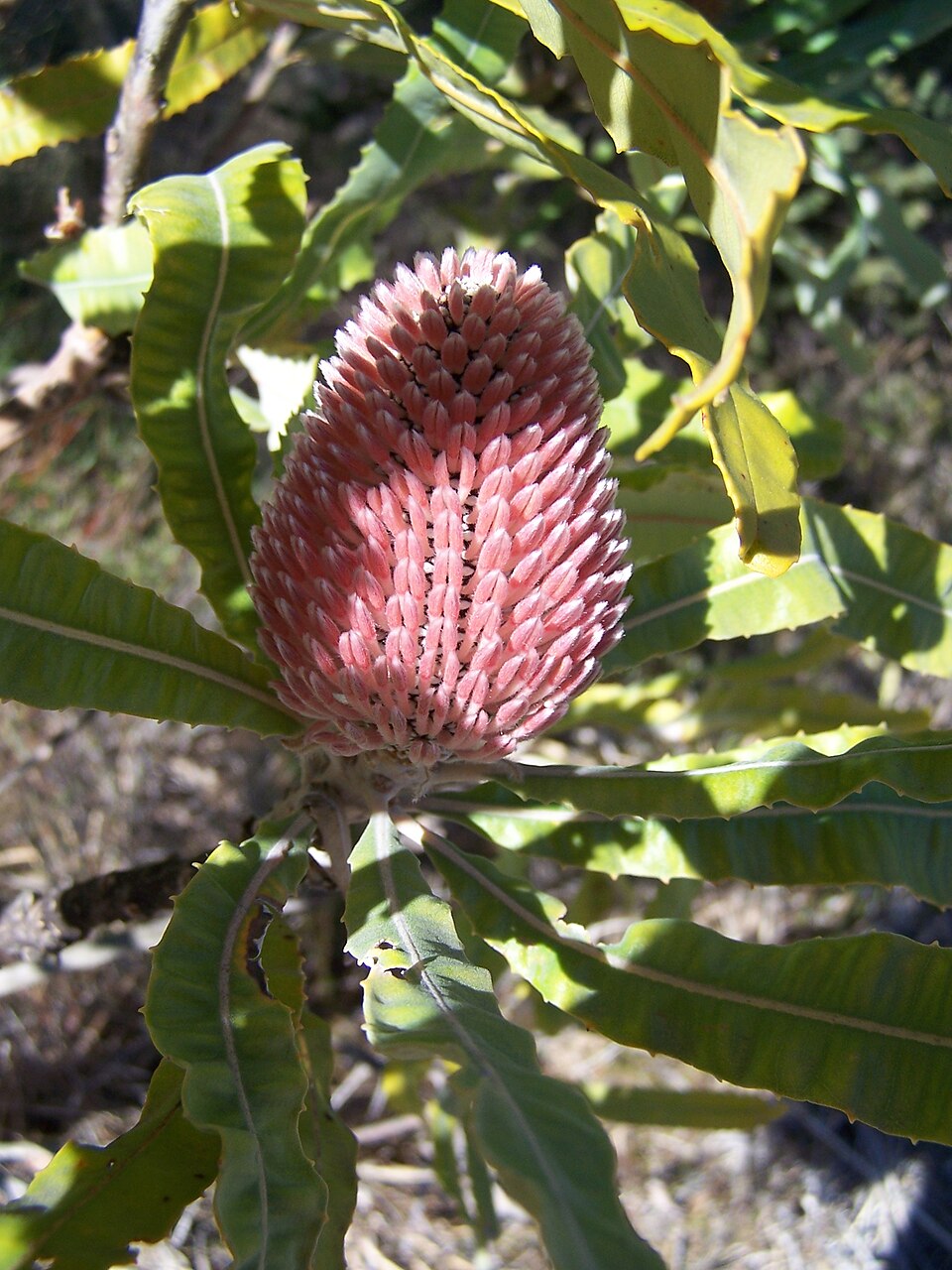 Banksia menziesii (Firewood Banksia) (alternate view 3)