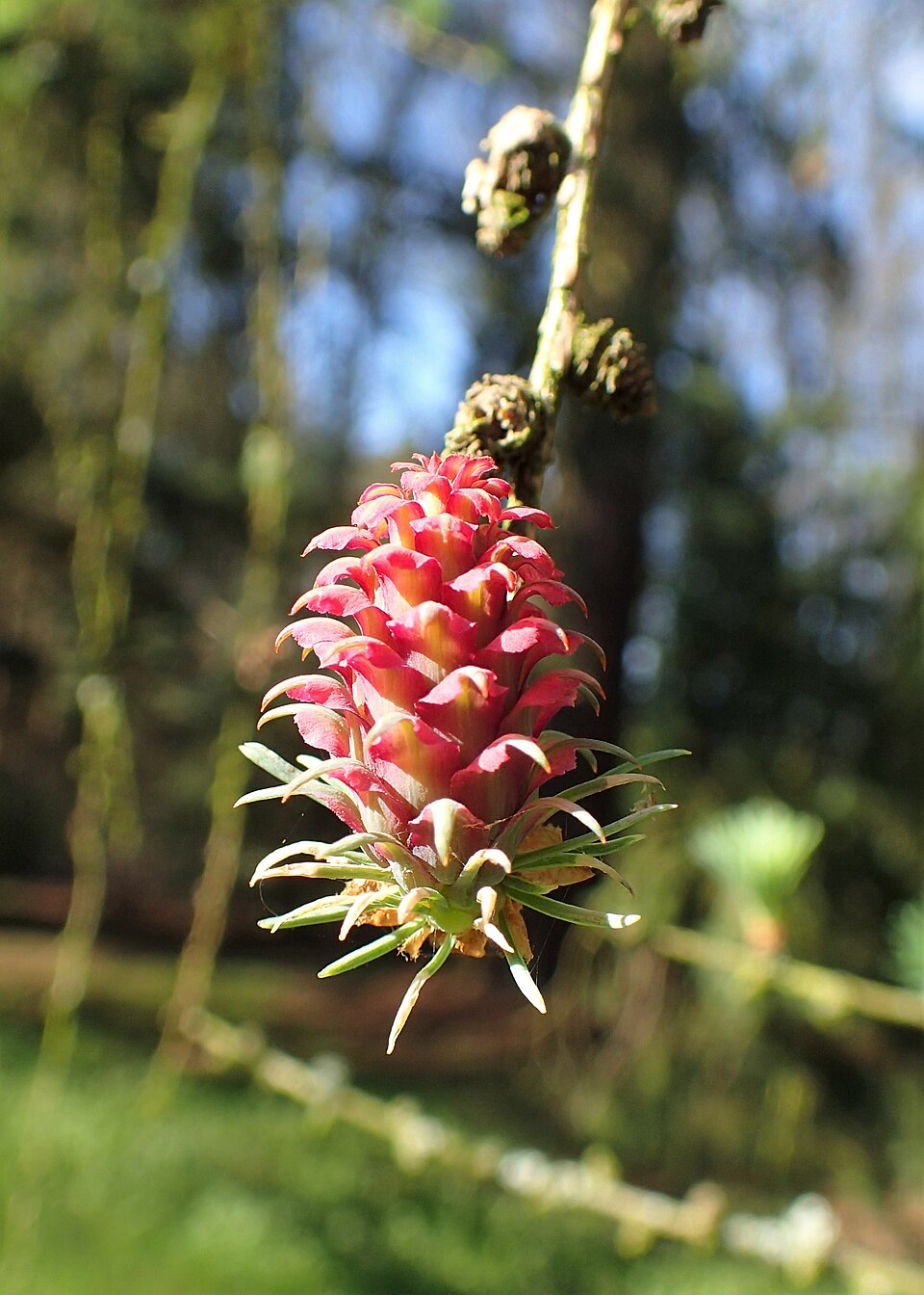Larix kaempferi 'Diana' (Diana Larch)