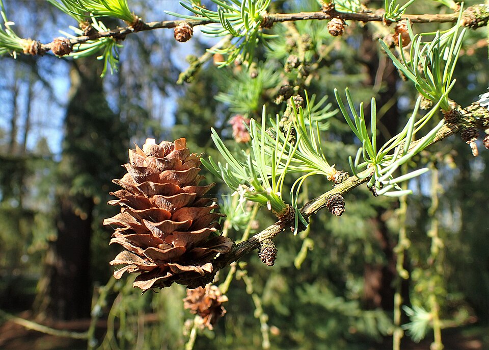 Larix kaempferi 'Diana' (Diana Larch) (alternate view 2)