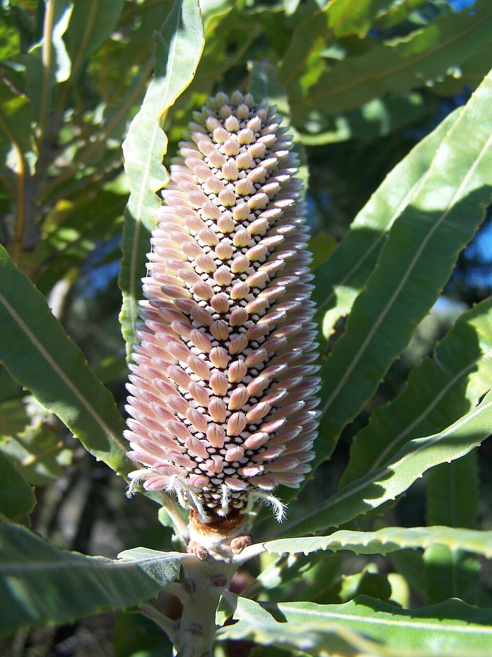 Banksia menziesii (Firewood Banksia) (alternate view 4)