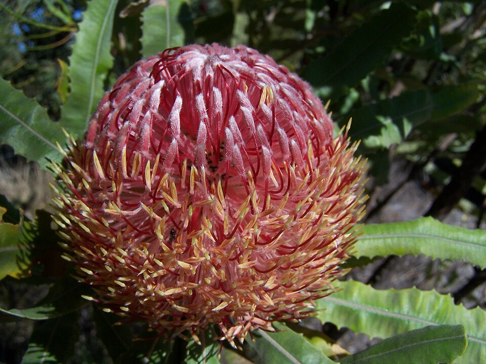 Banksia menziesii (Firewood Banksia) (alternate view 5)