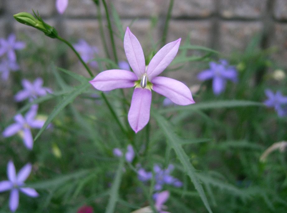 Lithotoma axillaris (rock isotome) (alternate view 4)