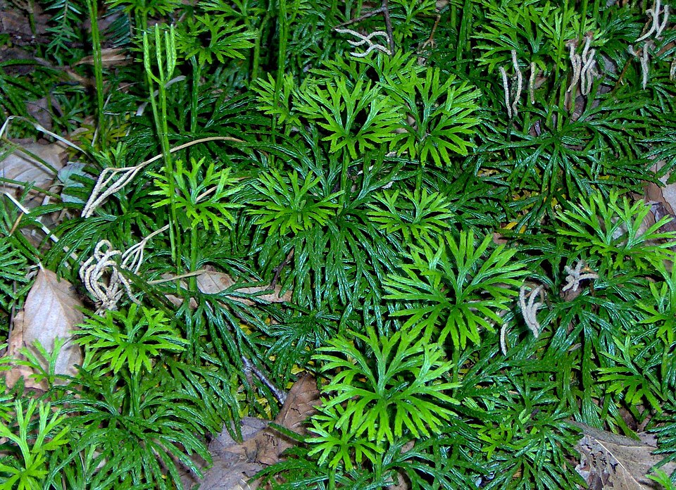 Diphasiastrum digitatum (fan clubmoss)