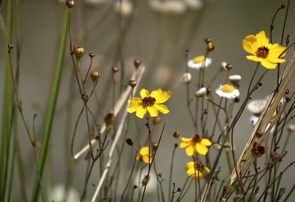 Helianthus debilis (cucumberleaf sunflower) (alternate view 6)
