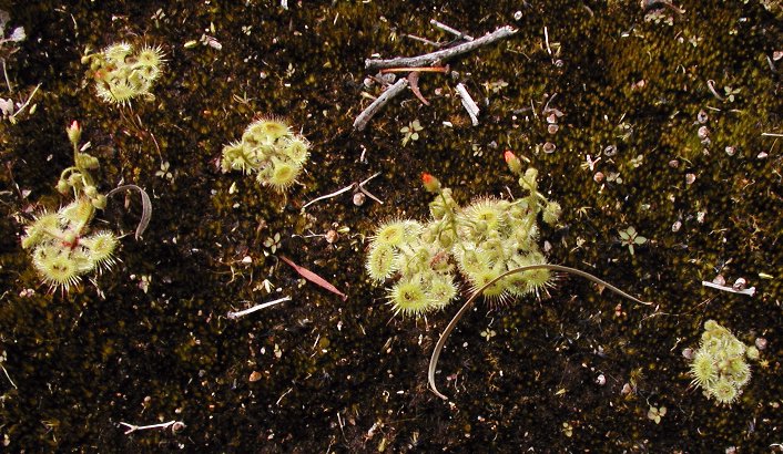 Drosera glanduligera (Pimpernel sundew) (alternate view 6)