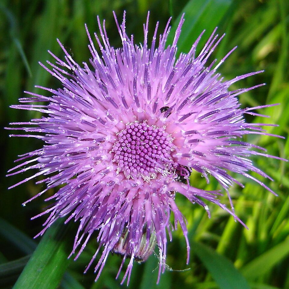 Cirsium rivulare (alternate view 8)
