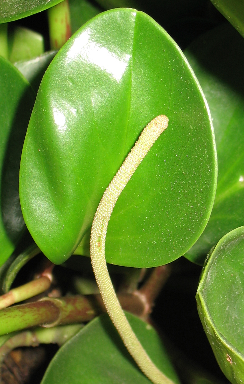 Peperomia obtusifolia (Baby Rubber Plant) (alternate view 7)