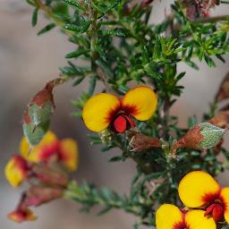 Dillwynia phylicoides (small-leaf parrot-pea)