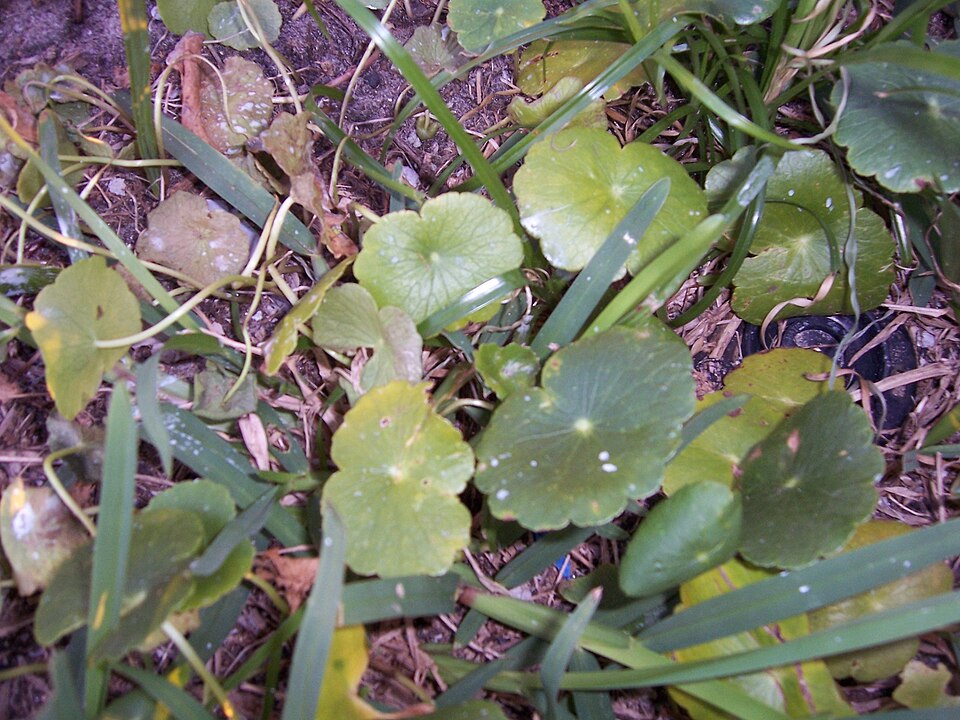 Hydrocotyle umbellata (manyflower marshpennywort)