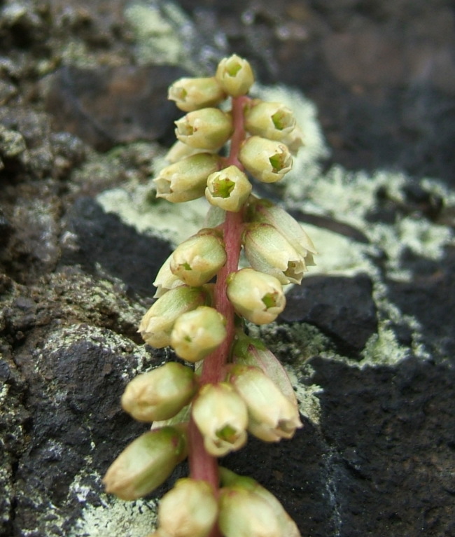 Umbilicus rupestris (Wall Pennywort)