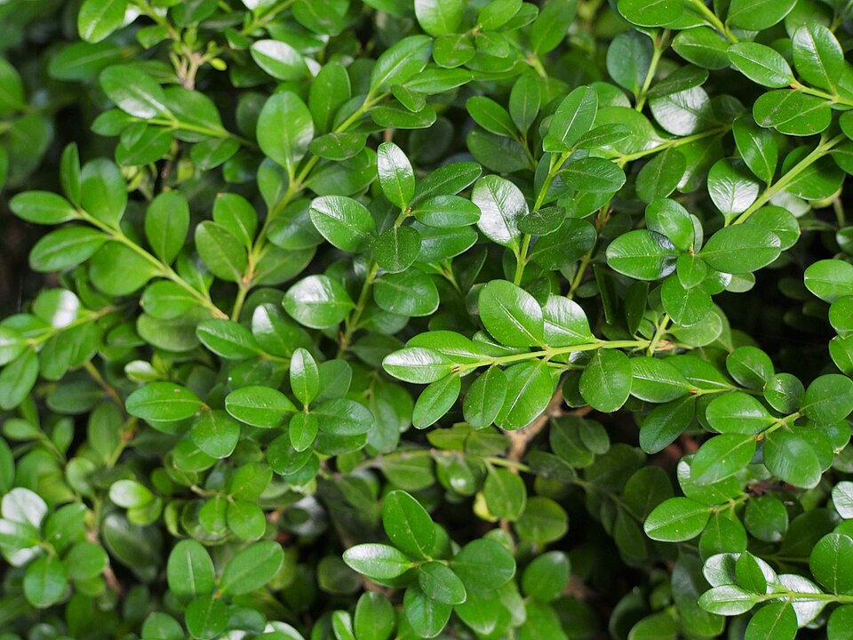 Buxus sempervirens 'Green Mountain' (Green Mountain Boxwood)