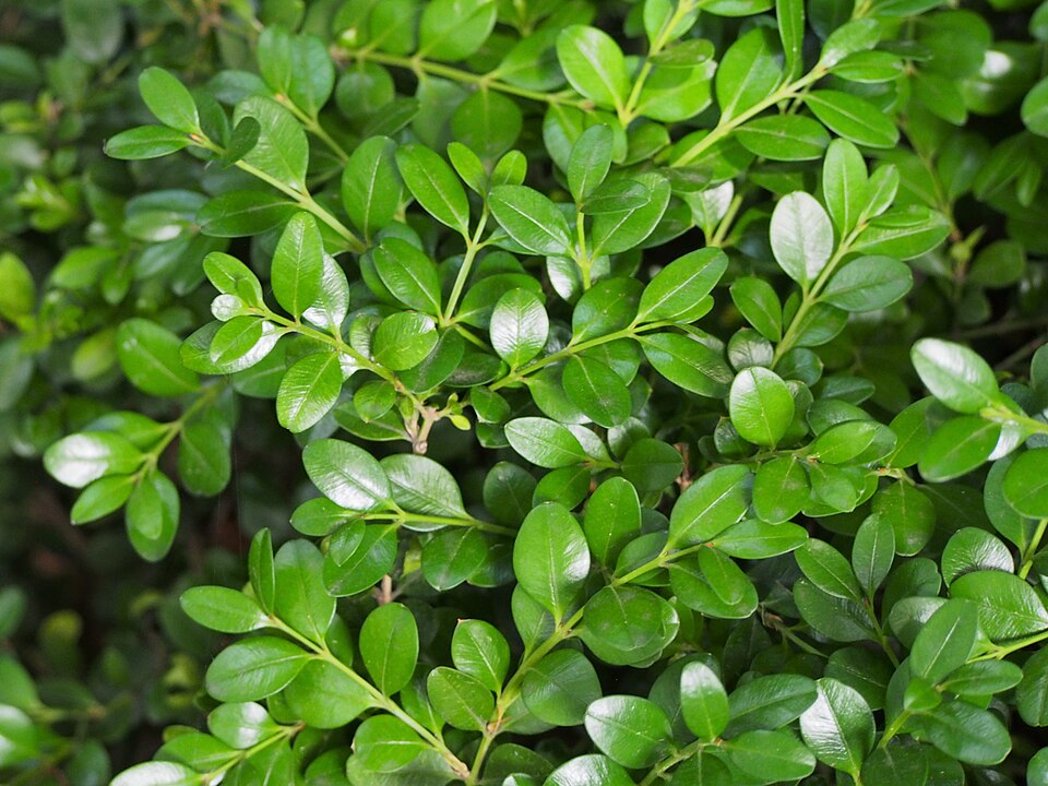 Buxus sempervirens 'Green Mountain' (Green Mountain Boxwood) (alternate view 2)