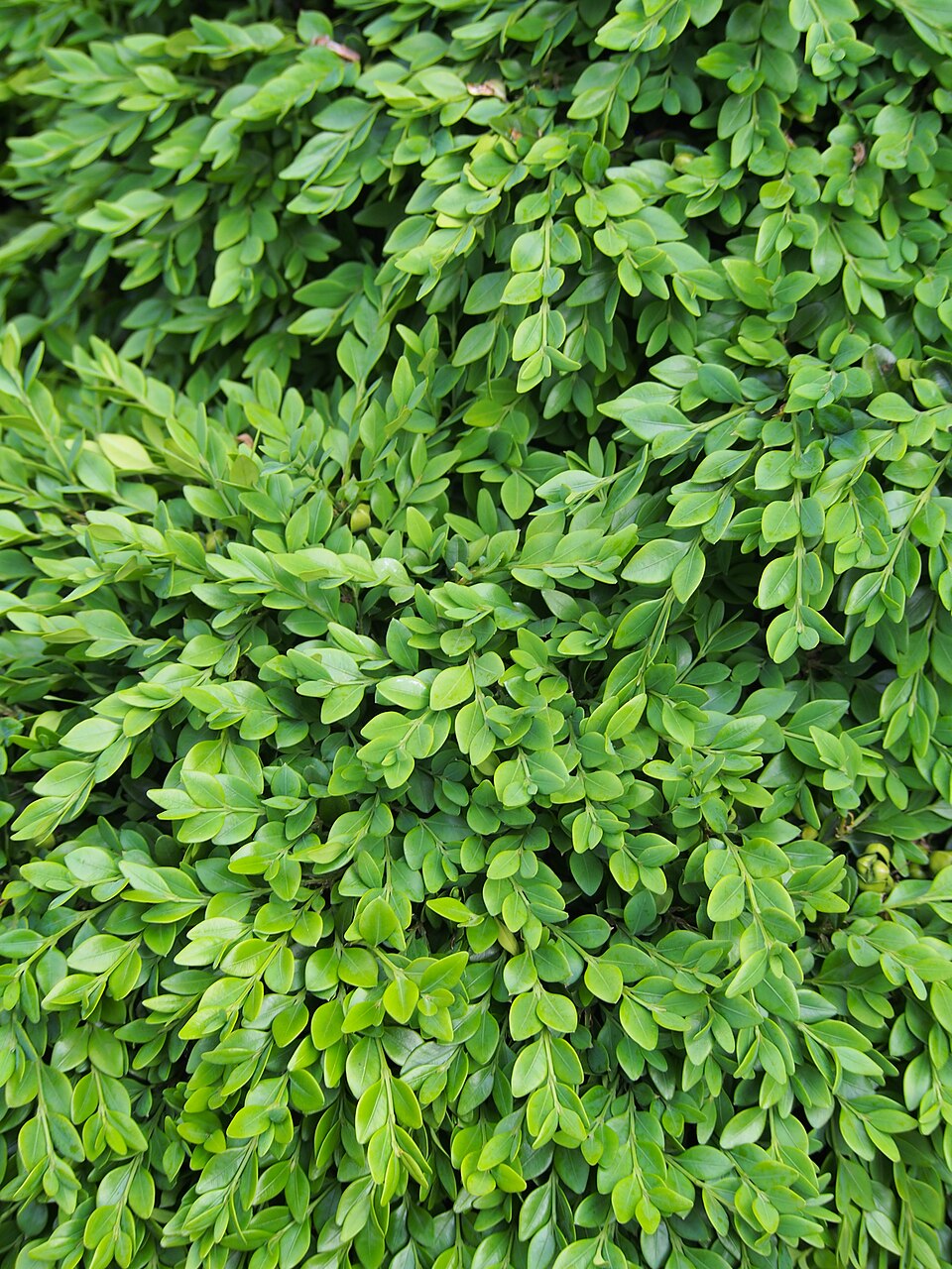 Buxus × 'Green Velvet' (Green Velvet Boxwood) (alternate view 3)