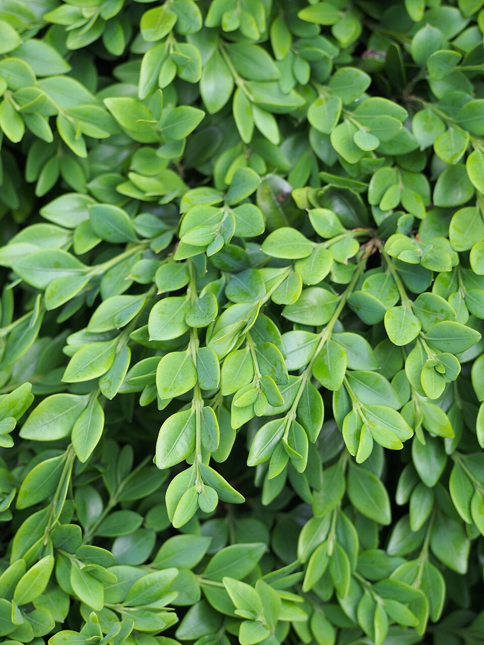 Buxus × 'Green Velvet' (Green Velvet Boxwood) (alternate view 4)