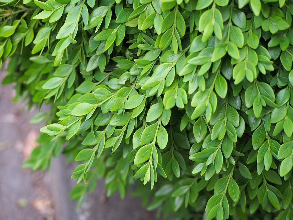 Buxus × 'Green Velvet' (Green Velvet Boxwood) (alternate view 5)