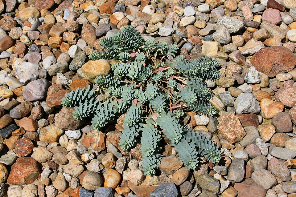 Euphorbia myrsinites (Myrtle Spurge) (alternate view 7)