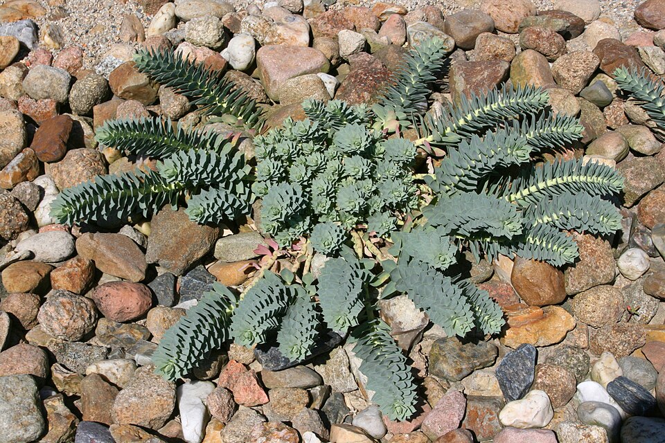 Euphorbia myrsinites (Myrtle Spurge) (alternate view 8)