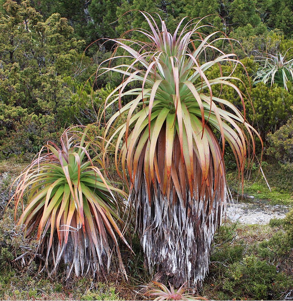 Richea pandanifolia (Pandani) (alternate view 8)