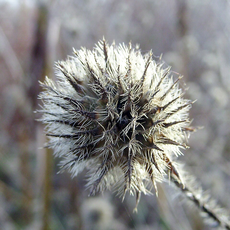 Dipsacus pilosus (small teasel) (alternate view 6)