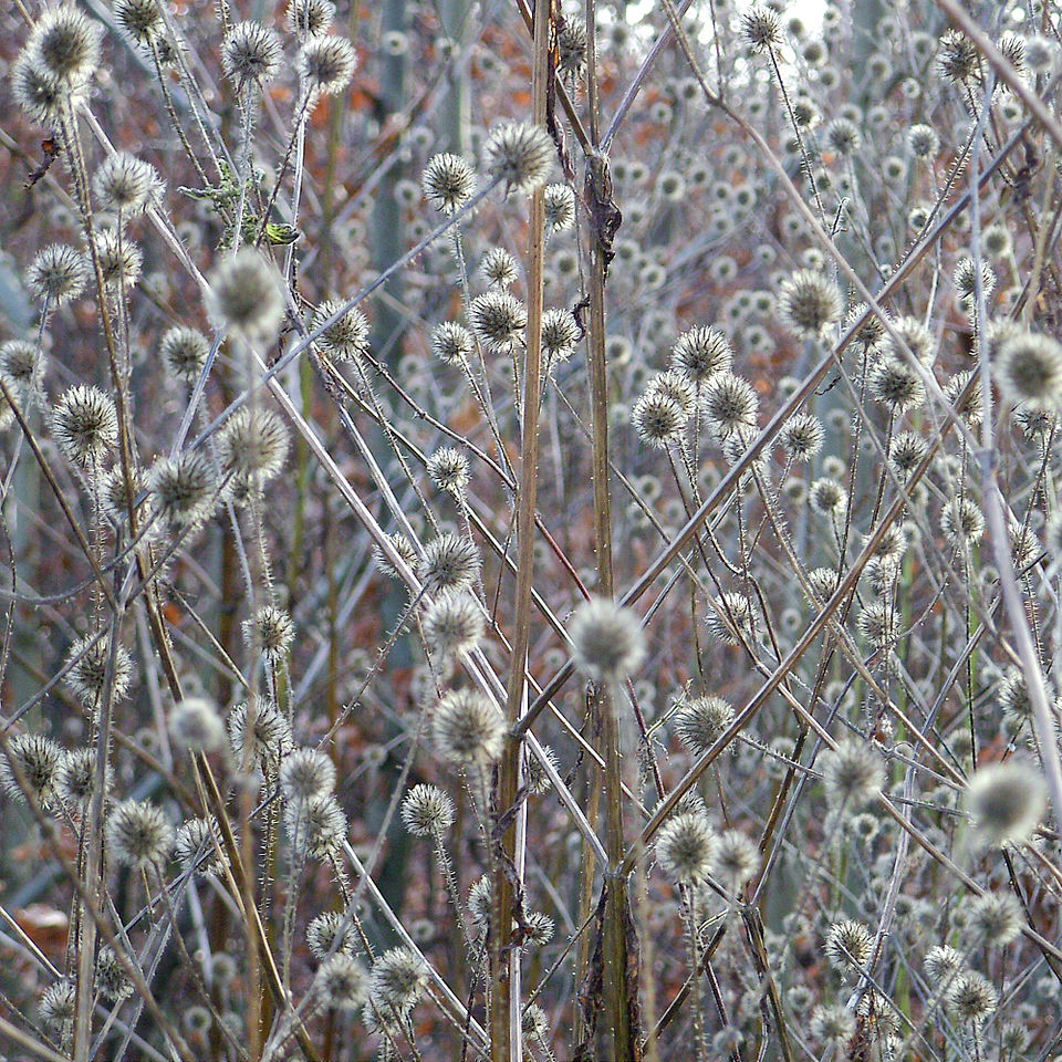 Dipsacus pilosus (small teasel) (alternate view 7)