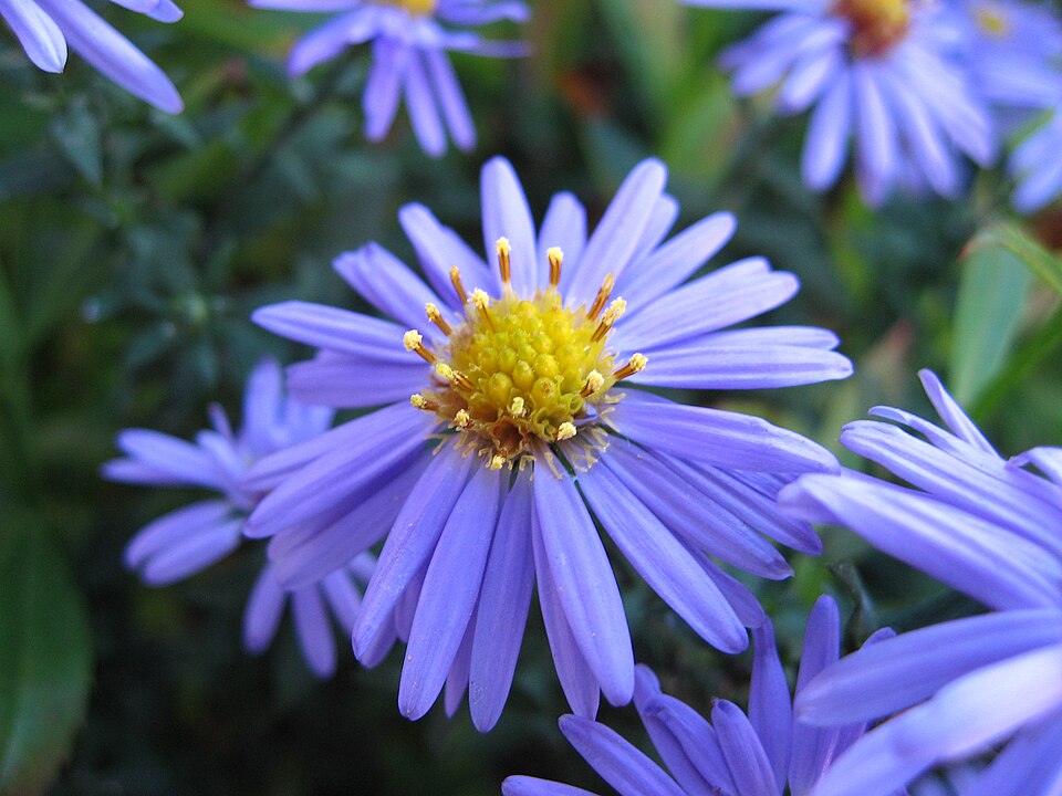 Symphyotrichum laeve (smooth blue aster) (alternate view 3)