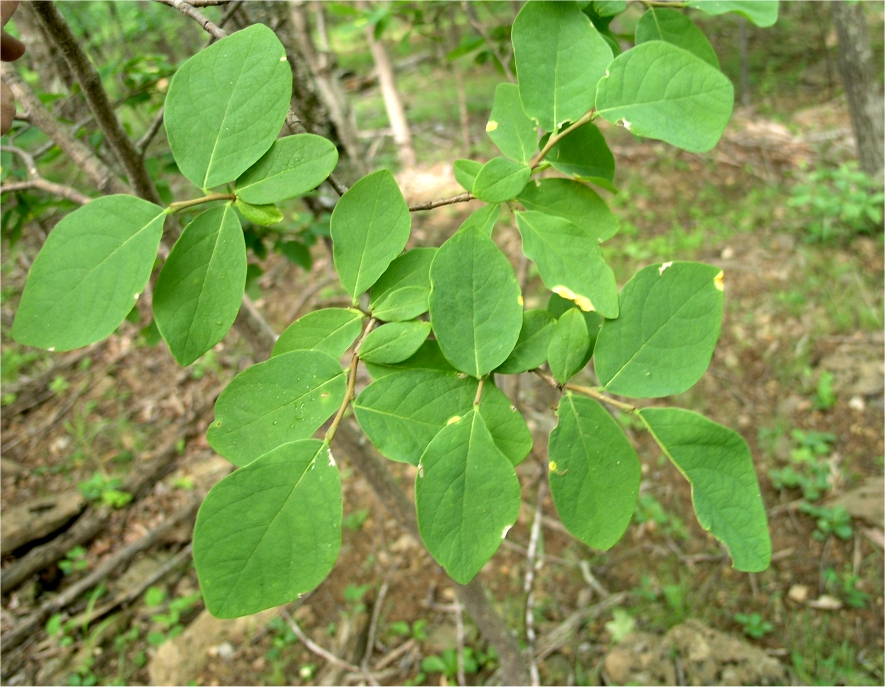 Dirca palustris (eastern leatherwood)