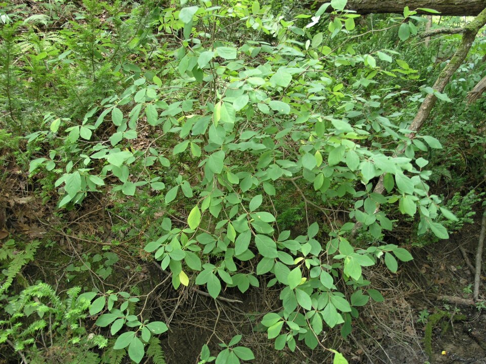 Dirca palustris (eastern leatherwood) (alternate view 2)