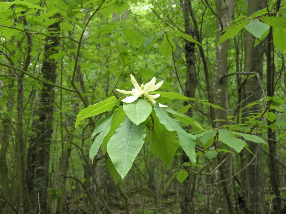 Magnolia fraseri (Fraser Magnolia) (alternate view 2)