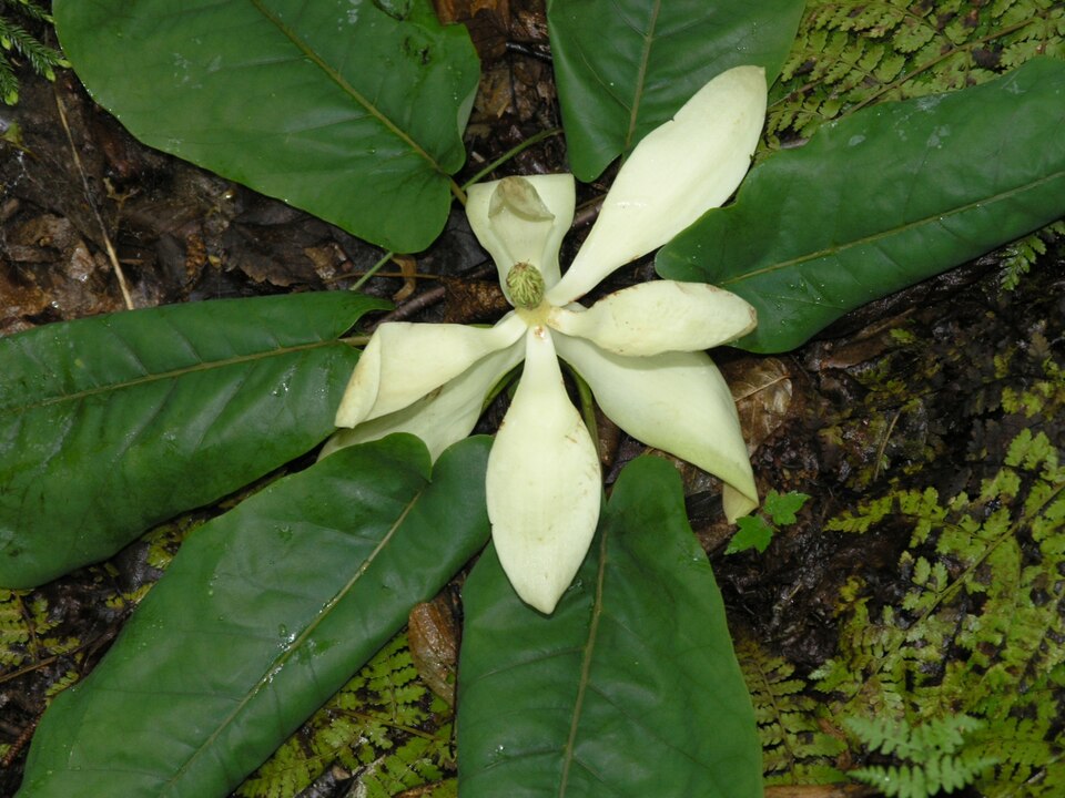 Magnolia fraseri (Fraser Magnolia) (alternate view 3)