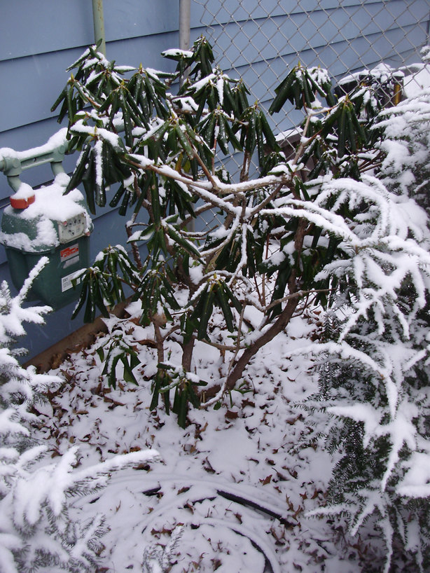 Rhododendron 'Minnetonka' (Minnetonka Rhododendron) (alternate view 3)