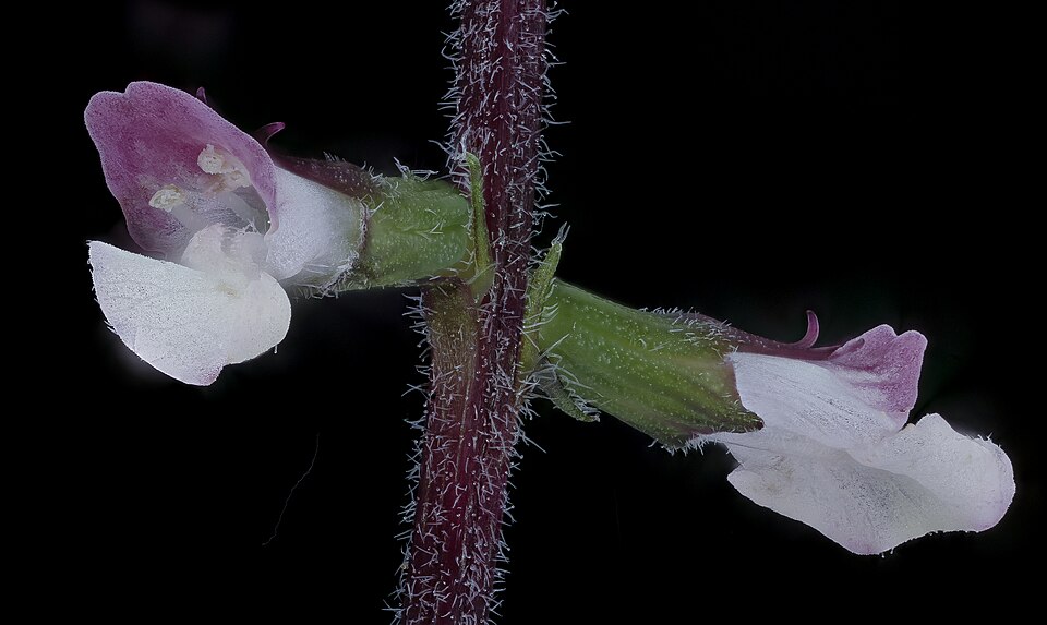 Phryma leptostachya (American lopseed) (alternate view 9)
