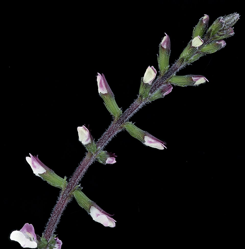 Phryma leptostachya (American lopseed) (alternate view 10)