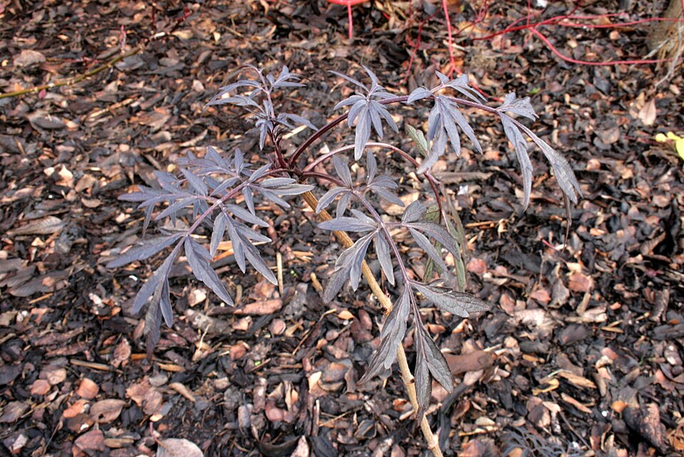 Sambucus nigra 'Black Lace' (Black Lace Elderberry)