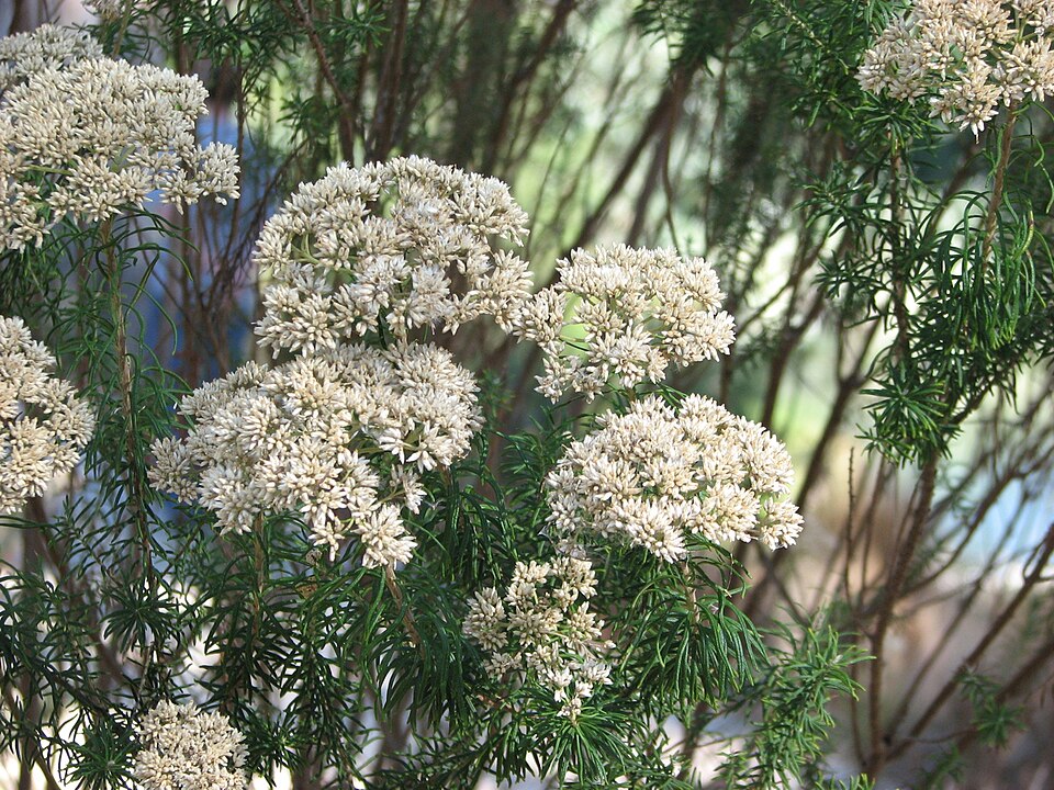 Cassinia aculeata (Australian Tauhinu) (alternate view 6)
