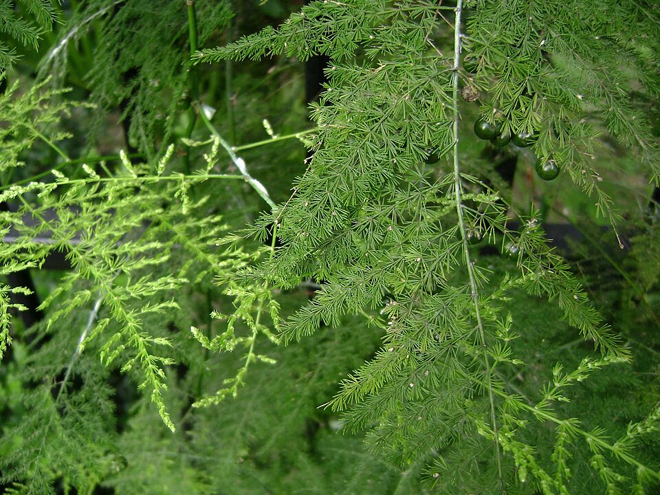 Asparagus setaceus (Asparagus Plumosa Fern) (alternate view 6)