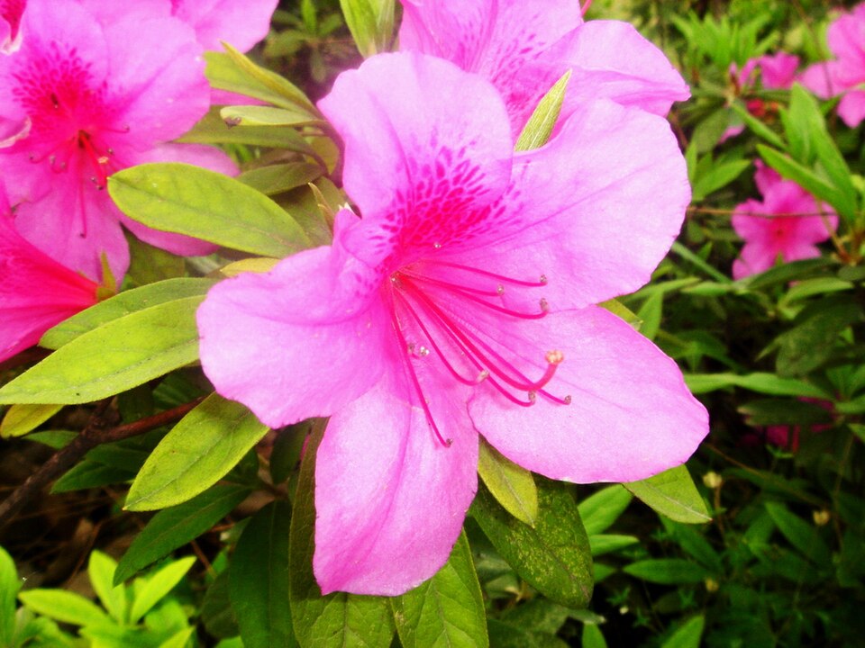 Rhododendron simsii (Indian Azalea) (alternate view 11)